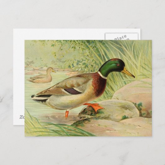 Mallard Duck  Paincard Briefkaart (Voorkant / Achterkant)