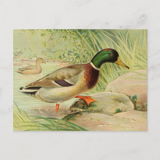 Mallard Duck  Paincard Briefkaart (Voorkant)
