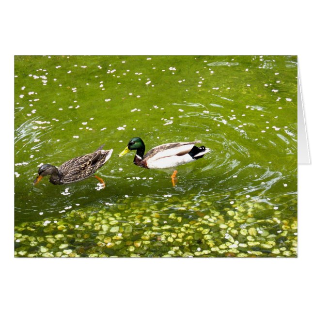 Mallard Duck Pair Card (Voorkant Horizontaal)