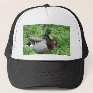 Mallard Duck Pet