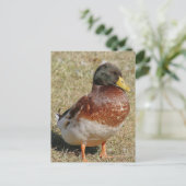 Mallard Duck Photo Briefkaart (Staand voorkant)
