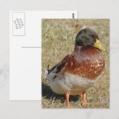 Mallard Duck Photo Briefkaart (Voorkant / Achterkant)