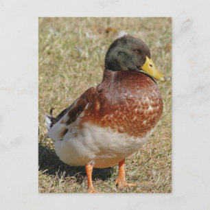 Mallard Duck Photo Briefkaart
