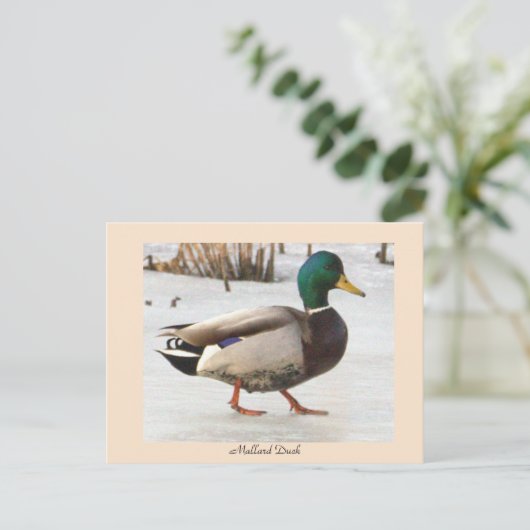 Mallard Duck Photo Briefkaart (Staand voorkant)