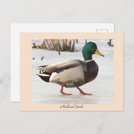 Mallard Duck Photo Briefkaart (Voorkant / Achterkant)