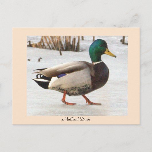 Mallard Duck Photo Briefkaart (Voorkant)