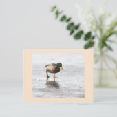 Mallard Duck Photo Briefkaart (Staand voorkant)