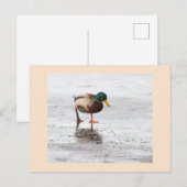 Mallard Duck Photo Briefkaart (Voorkant / Achterkant)