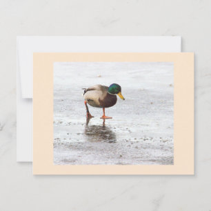 Mallard Duck Photo Briefkaart