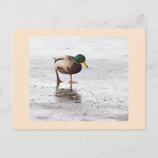 Mallard Duck Photo Briefkaart (Voorkant)