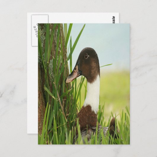 Mallard Duck Photo Briefkaart (Voorkant / Achterkant)