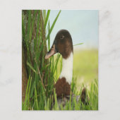 Mallard Duck Photo Briefkaart (Voorkant)
