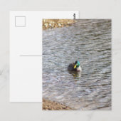 Mallard Duck Photo Briefkaart (Voorkant / Achterkant)