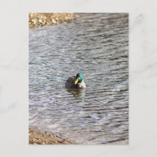 Mallard Duck Photo Briefkaart (Voorkant)