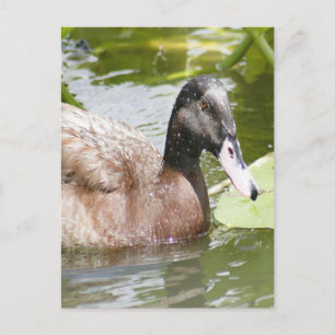 Mallard Duck Photo Briefkaart