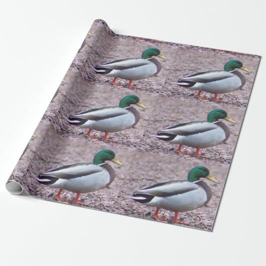 Mallard Duck Photo Cadeaupapier (Uitgerold)