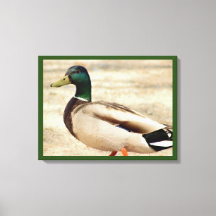 Mallard Duck Photo Canvas Afdruk