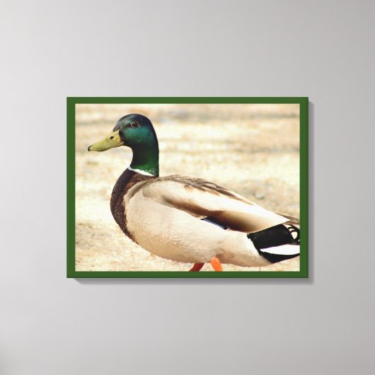 Mallard Duck Photo Canvas Afdruk (Voorkant)