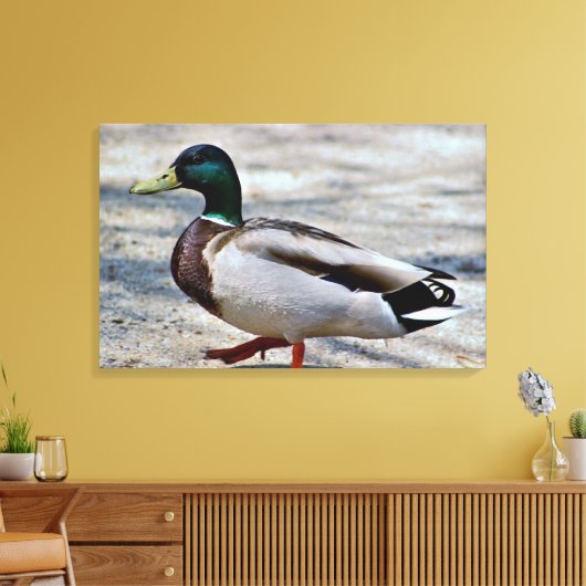 Mallard Duck Photo Canvas Afdruk (Insitu (Woonkamer))
