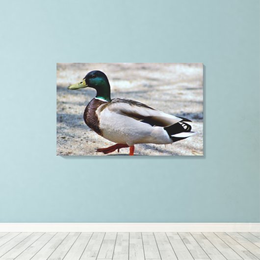 Mallard Duck Photo Canvas Afdruk (Insitu (Houten vloer))