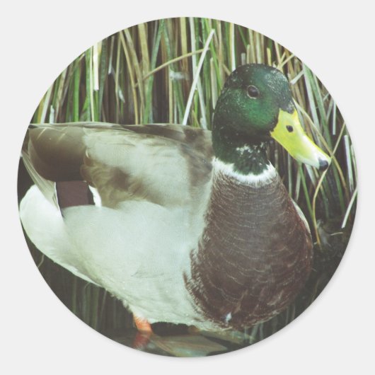 Mallard Duck Photo Dierenvriend Natuur Birds Ronde Sticker (Voorkant)