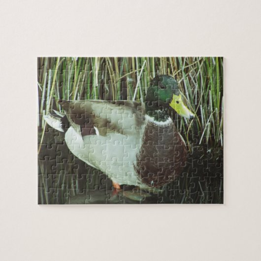 Mallard Duck Photo Lake Wildlife Water Bird Legpuzzel (Horizontaal)
