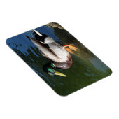 Mallard Duck Photo Magnet Magneet (Rechterzijde)
