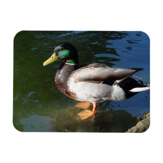 Mallard Duck Photo Magnet Magneet (Horizontaal)