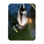 Mallard Duck Photo Magnet Magneet (Verticaal)