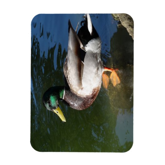 Mallard Duck Photo Magnet Magneet (Verticaal)