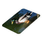 Mallard Duck Photo Magnet Magneet (Linkerzijde)
