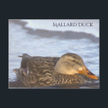 Mallard Duck Photo Postcard Briefkaart<br><div class="desc">Mallard Duck Photo Postcard</div>