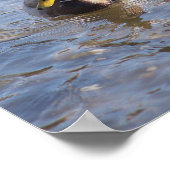 Mallard Duck Photo Poster (Hoek)