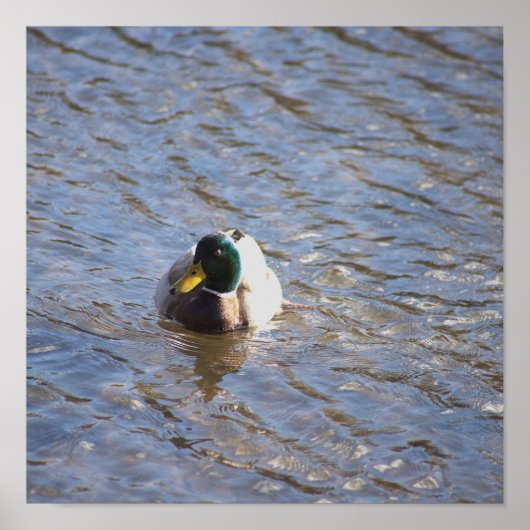 Mallard Duck Photo Poster (Voorkant)