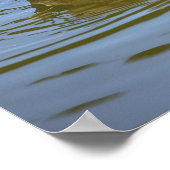 Mallard Duck Photo Poster (Hoek)