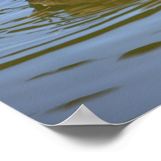 Mallard Duck Photo Poster (Hoek)