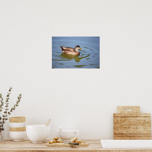 Mallard Duck Photo Poster (Keuken)