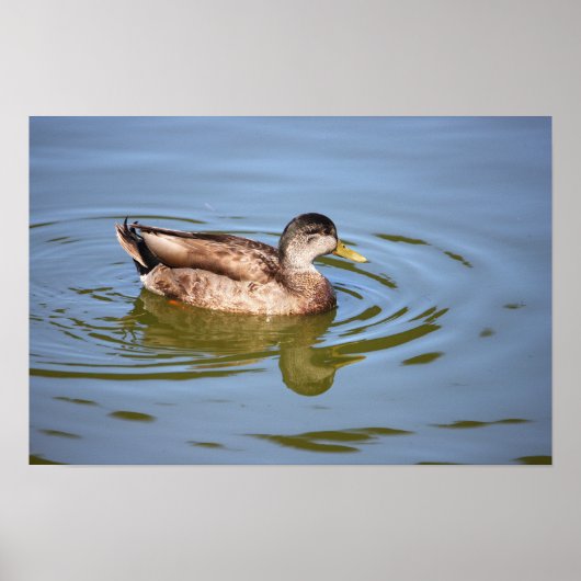 Mallard Duck Photo Poster (Voorkant)