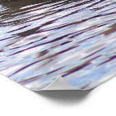 Mallard Duck Photo Poster (Hoek)