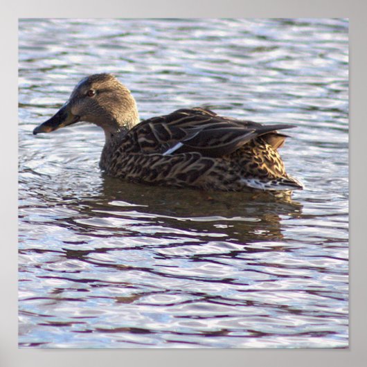 Mallard Duck Photo Poster (Voorkant)