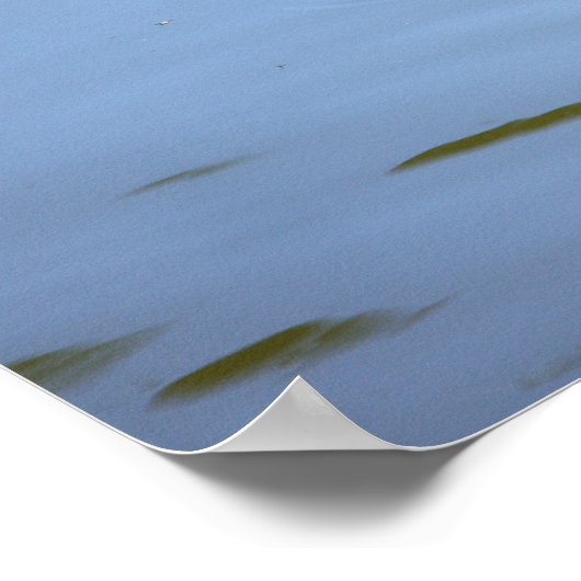 Mallard Duck Photo Poster (Hoek)