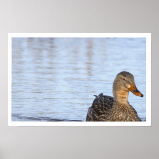 Mallard Duck Photo Poster (Voorkant)
