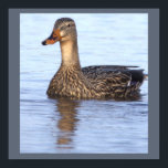 Mallard Duck Photo Poster<br><div class="desc">Mallard Duck Photo Poster</div>