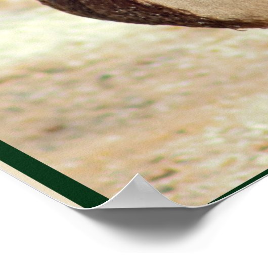 Mallard Duck Photo Poster (Hoek)