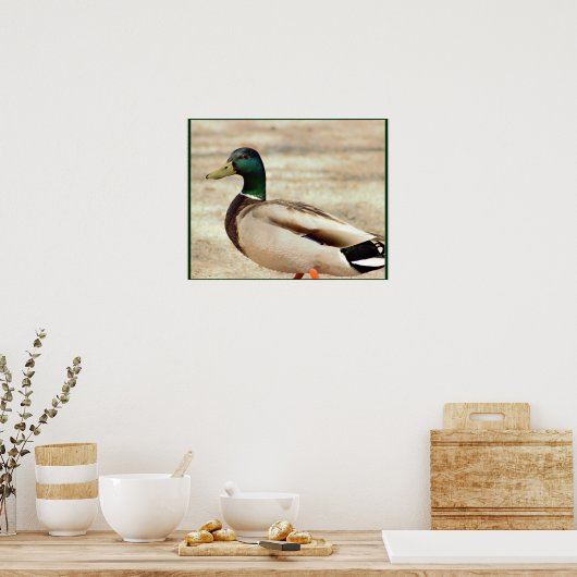 Mallard Duck Photo Poster (Keuken)