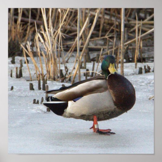 Mallard Duck Photo Poster (Voorkant)