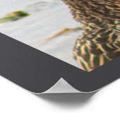 Mallard Duck Photo Poster (Hoek)