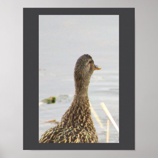Mallard Duck Photo Poster (Voorkant)