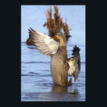 Mallard Duck Photo Poster<br><div class="desc">Mallard Duck Photo Poster</div>