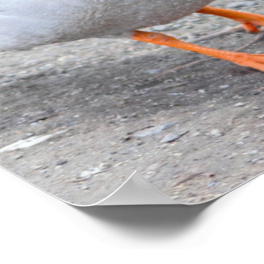 Mallard Duck Photo Poster (Hoek)